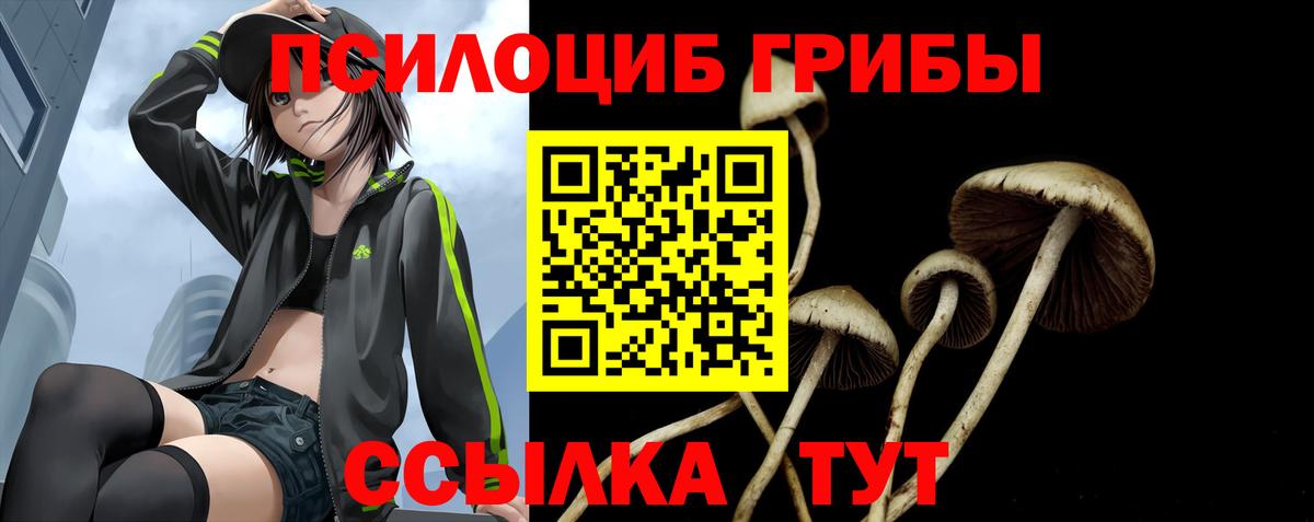 Псилоцибиновые грибы Cubensis Северск